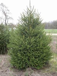 Picea Abies 7g