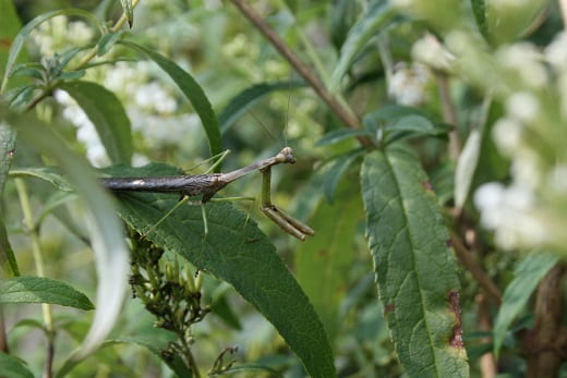 praying mantids egg