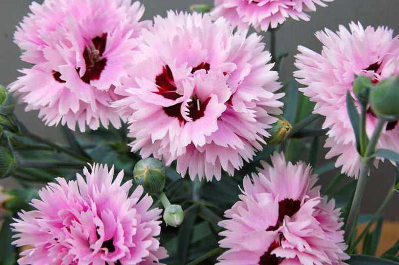 Dianthus Early Bird Fizzy quart