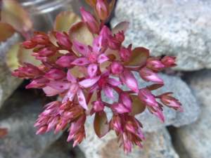 Sedum s. Fireglow quart
