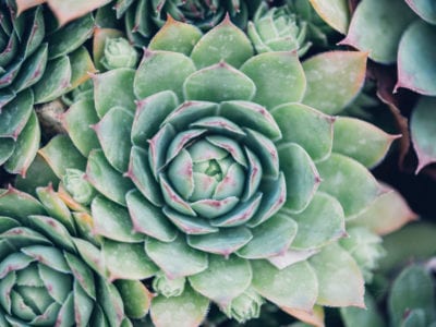 SEMPERVIVUM Mixture quart