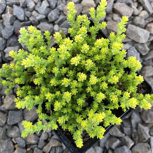 Sedum acre Aurea Quart