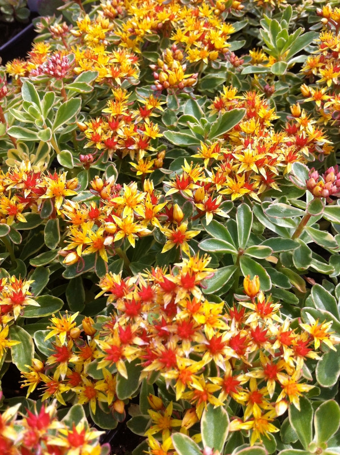 Sedum k. Variegatum quart