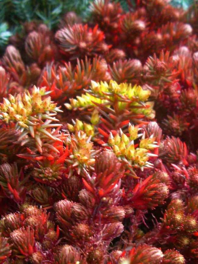 Sedum Chocolate Ball quart
