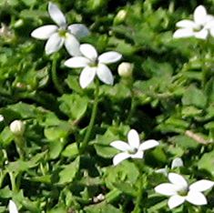 3.5" Isotoma f. Alba