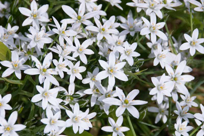CHIONODOXA luciliae Alba Quart