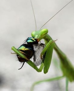 praying mantids egg