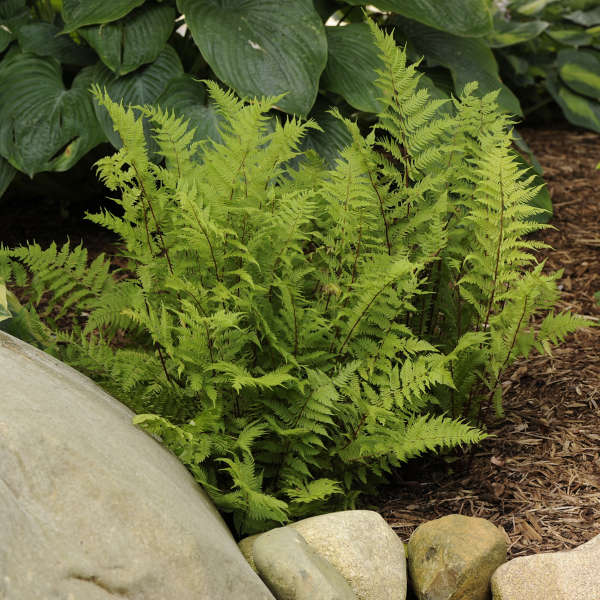 f.Athyrium Lady in Red quart