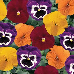 6pk annuals Flowers