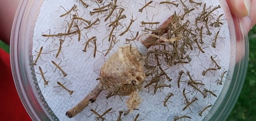praying mantids egg