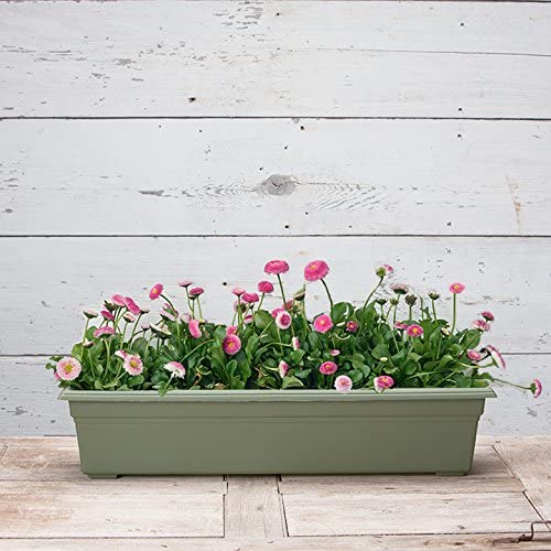 30' Countryside Box Sage