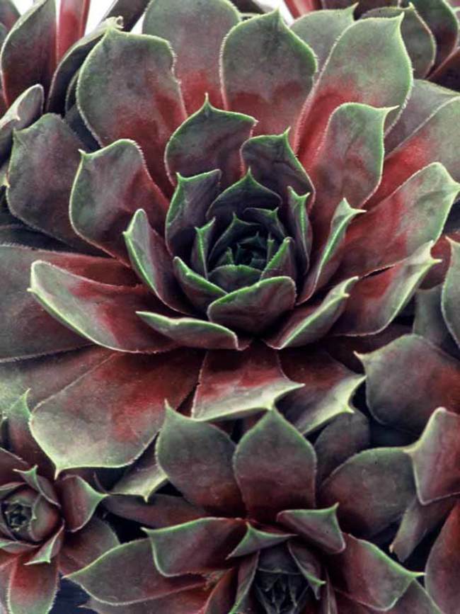 Sempervivum Kalinda quart