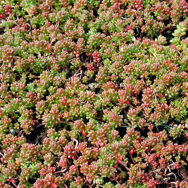 SEDUM album Coral Carpet quart