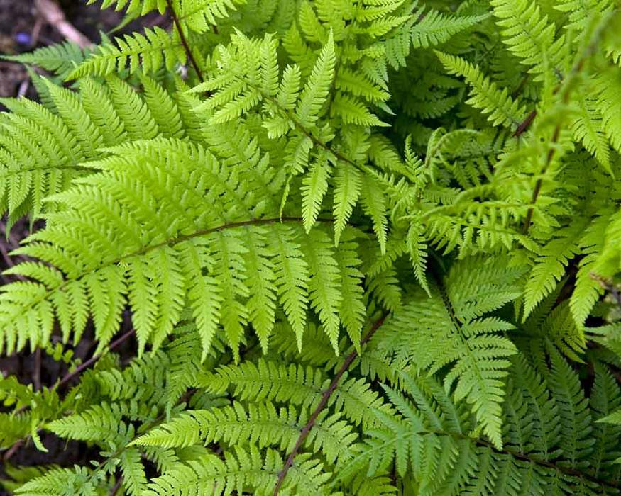 f.Athyrium Lady in Red quart