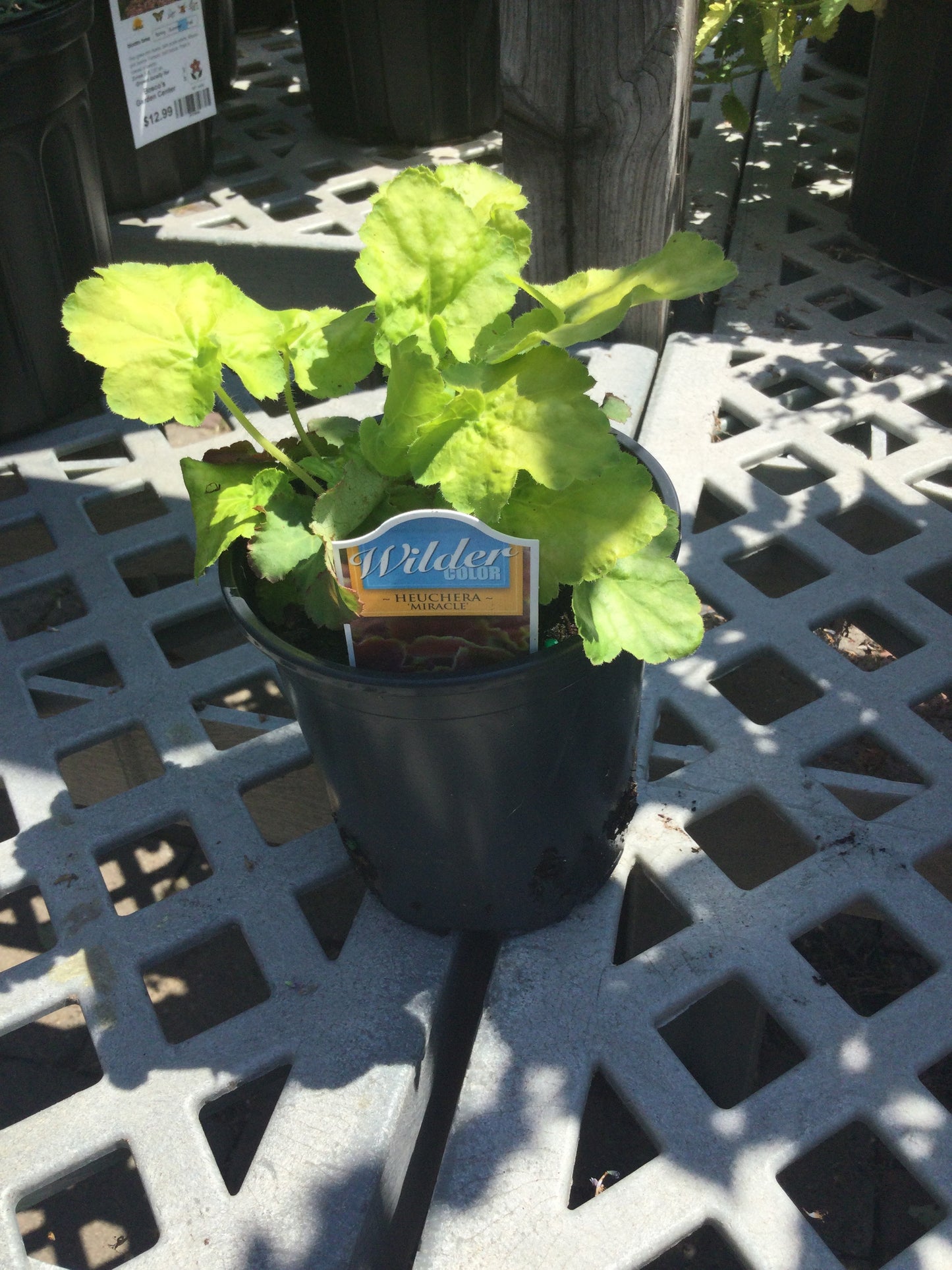 Heuchera Miracle quart