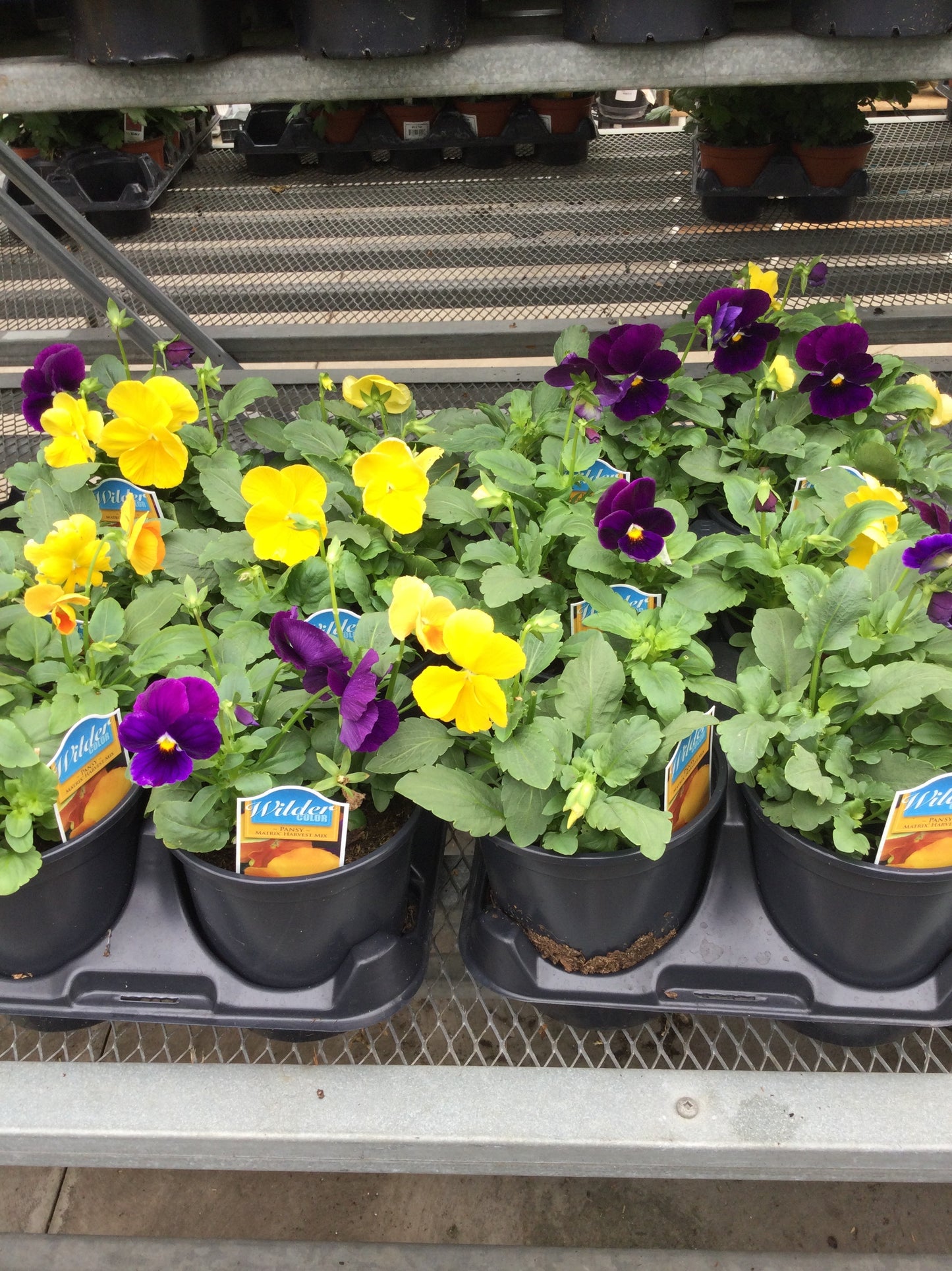 Pansy Matrix Harvest Mix 4'