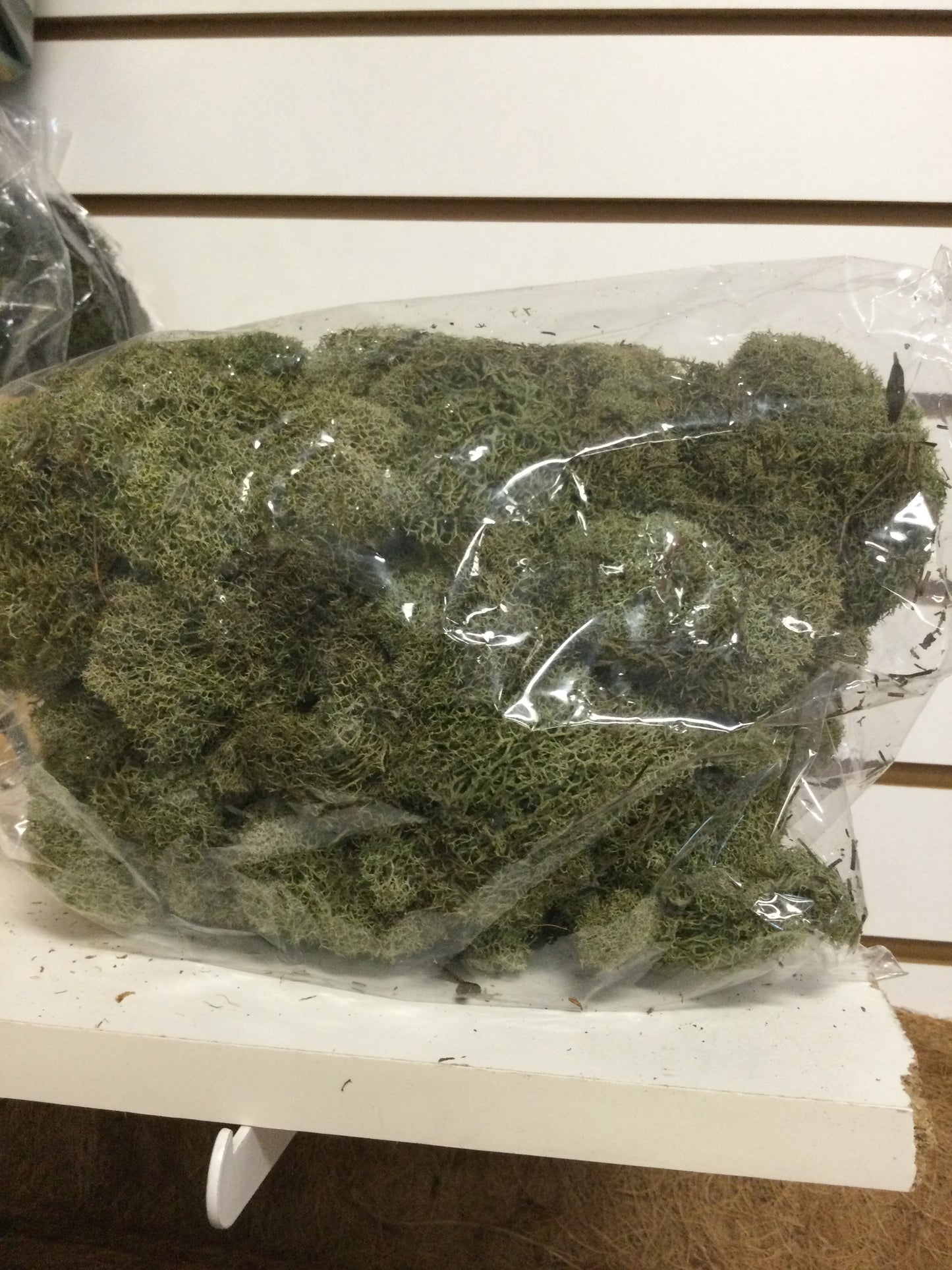 reindeer moss lt. green