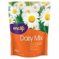 DAISY WildFlowers