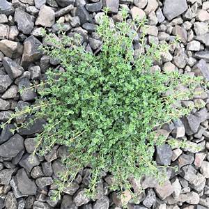 3.5" Woolly Thyme