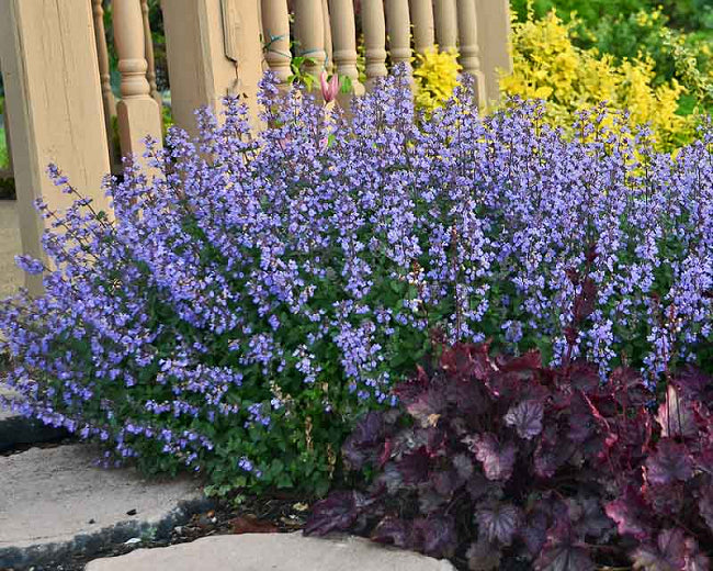 Nepeta Purrsian Blue quart