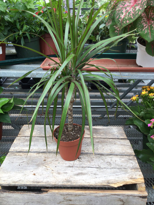Dracena madagascar dragon tree 4'