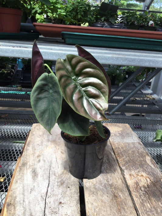 Alocasia Red Scarlet 4'