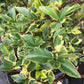 ILEX X MESERVEAE `HONEY MAID 2g