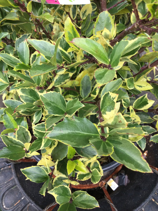 ILEX X MESERVEAE `HONEY MAID 2g
