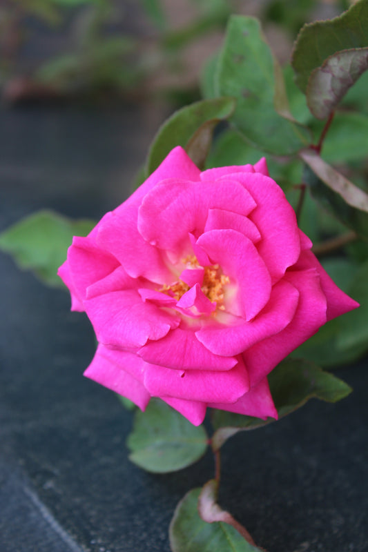 ROSA ZEPHIRINE DROUHIN- CL 3g