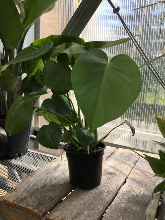 4' Monstera