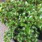 ILEX X MESERVEAE `CASTLE SPIRE 2g