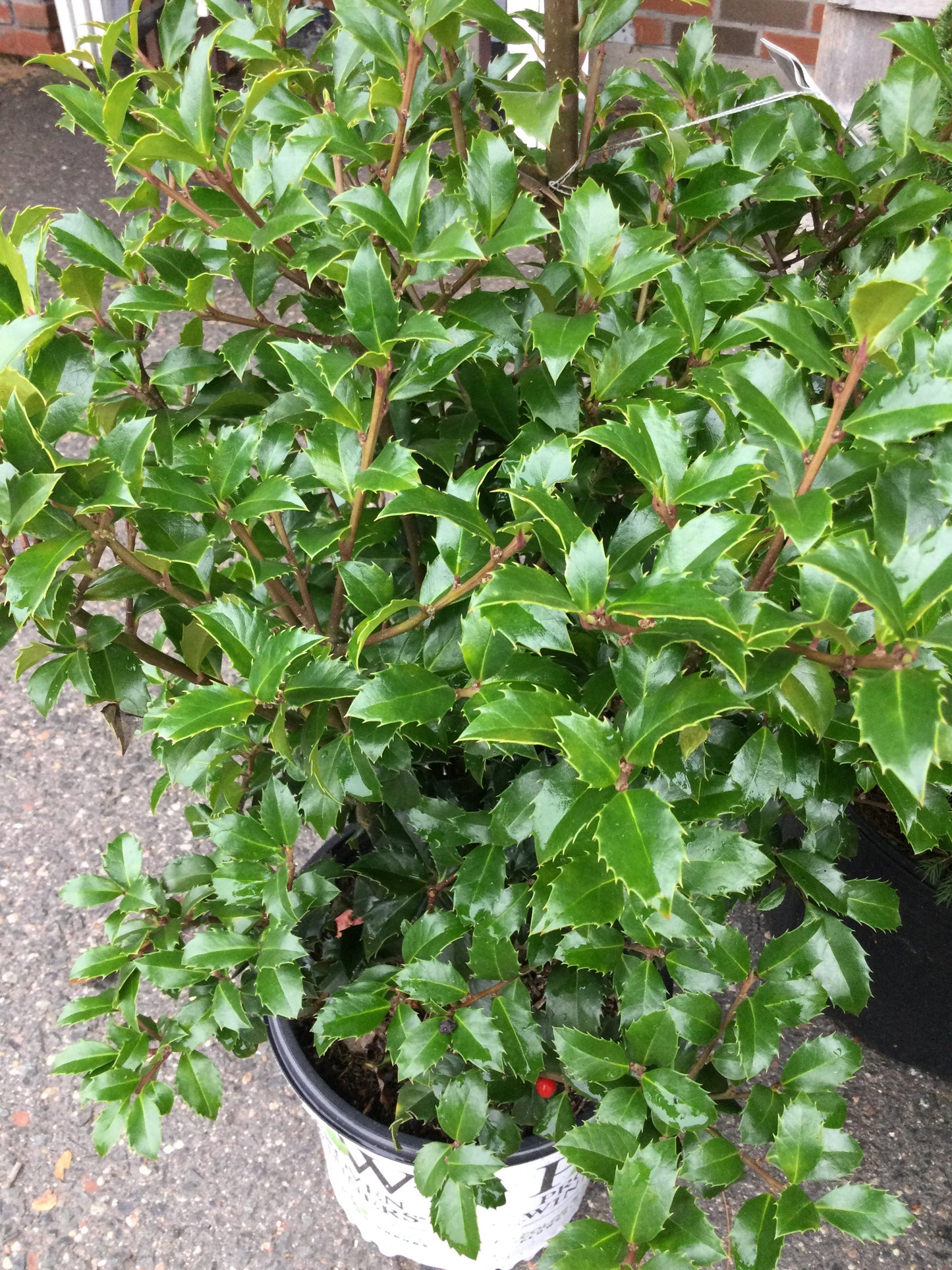 ILEX X MESERVEAE `CASTLE SPIRE 2g