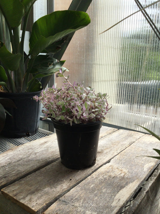 Tradescantia wandering jew 4'