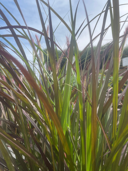 8' Fountain grass