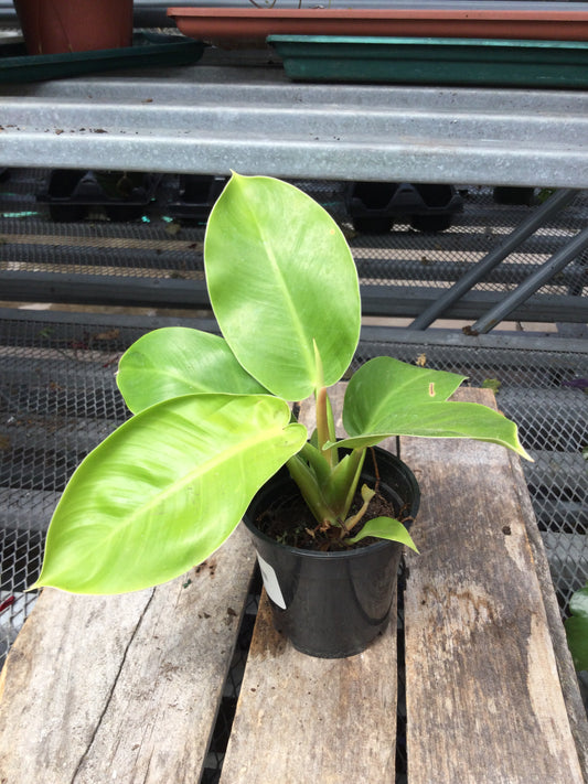 4" philodendron lemon lime