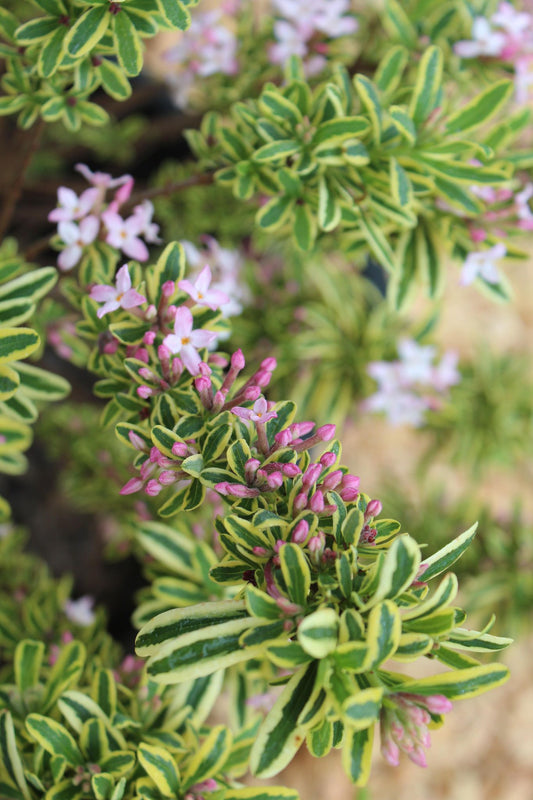 DAPHNE X BURKWOODII `CAROL MACKIE 7g