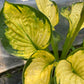 Hosta Rainforest Sunrise 1g