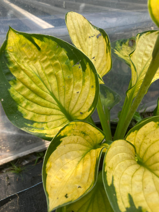 Hosta Rainforest Sunrise 1g