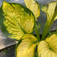 HOSTA Rainforest Sunrise 1g