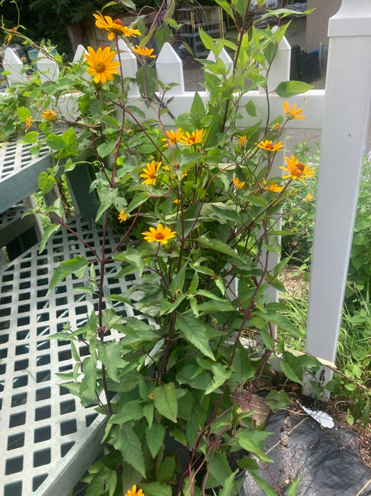 Heliopsis Summer Nights 1g