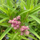 Asclepias incarnata