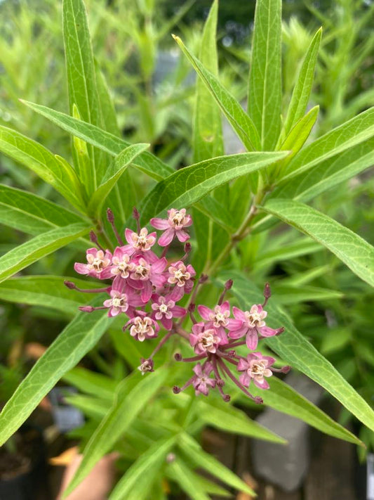 Asclepias incarnata