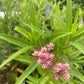 Asclepias incarnata