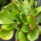 Bergenia Red Beauty 1g