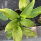 HOSTA Komodo Dragon 1g