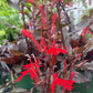 LOBELIA cardinalis Black Truffle 1g