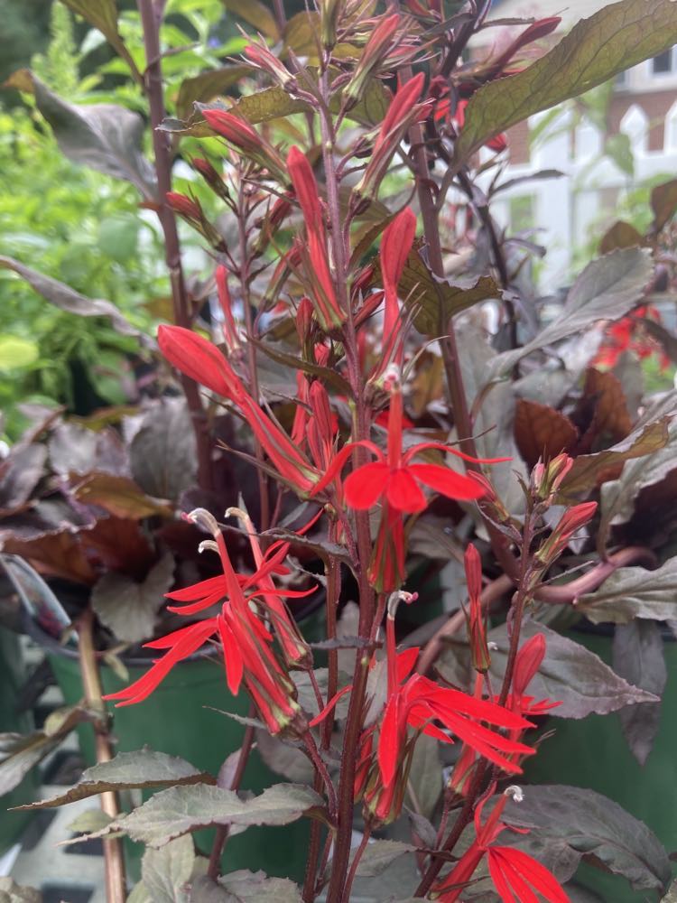 LOBELIA cardinalis Black Truffle 1g