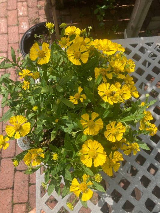 HELENIUM Hayday Yellow 1g
