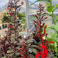LOBELIA cardinalis Black Truffle 1g