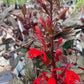 LOBELIA cardinalis Black Truffle 1g